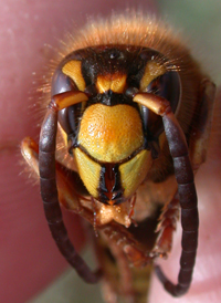 European Hornet